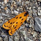 Alpen-Flechtenbärchen (Setina aurita) - L'Endrosie diaphane...