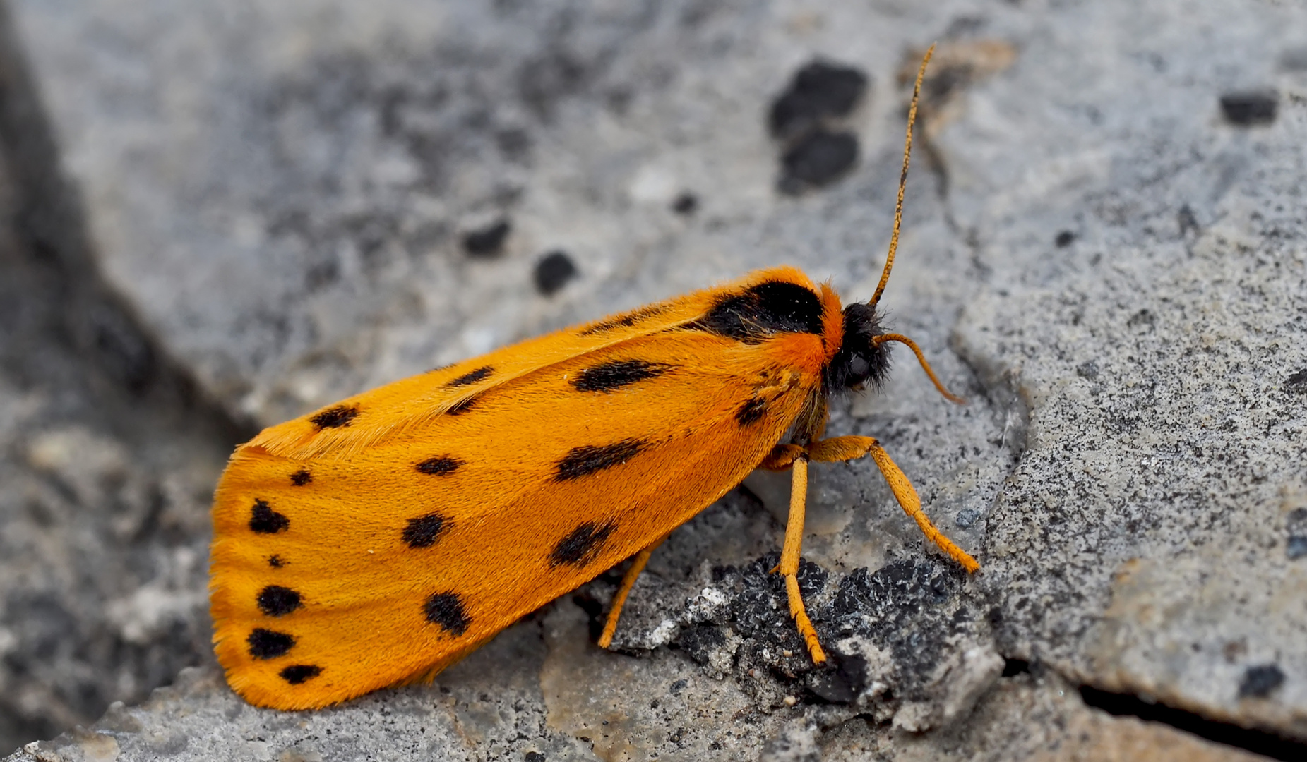 Alpen-Flechtenbärchen (Setina aurita) - L'Endrosie diaphane, un papillon des Alpes.