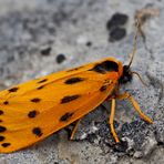 Alpen-Flechtenbärchen (Setina aurita) - L'Endrosie diaphane, un papillon des Alpes.