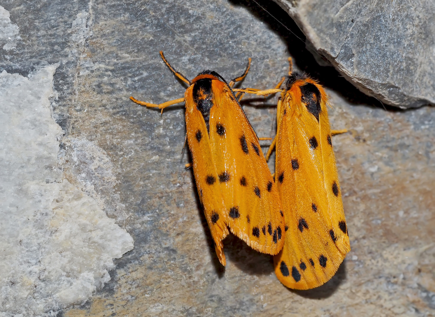 Alpen-Flechtenbärchen (Setina aurita) - L'Endrosie diaphane, un papillon des Alpes.