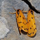 Alpen-Flechtenbärchen (Setina aurita) - L'Endrosie diaphane, un papillon des Alpes.