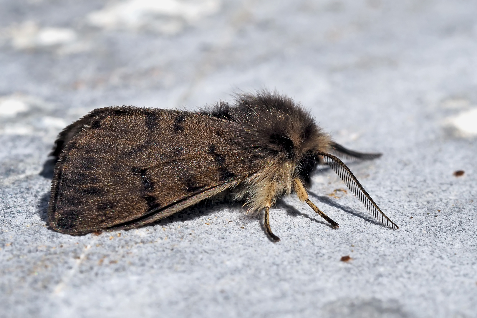 Alpen-Fleckleibbär (Diaphora sordida) - La Petite Mendiante!