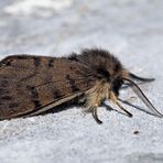 Alpen-Fleckleibbär (Diaphora sordida) - La Petite Mendiante!