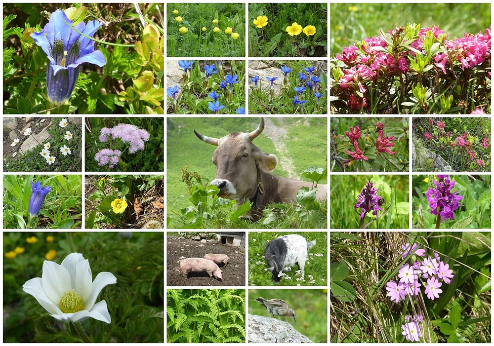 Alpen Flora und Fauna Foto & Bild world, deutschland, allgäu Bilder auf Alpen Flora und Fauna Foto & Bild world, deutschland, allgäu Bilder auf