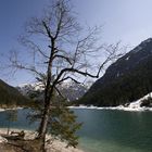 Alpen Frühling