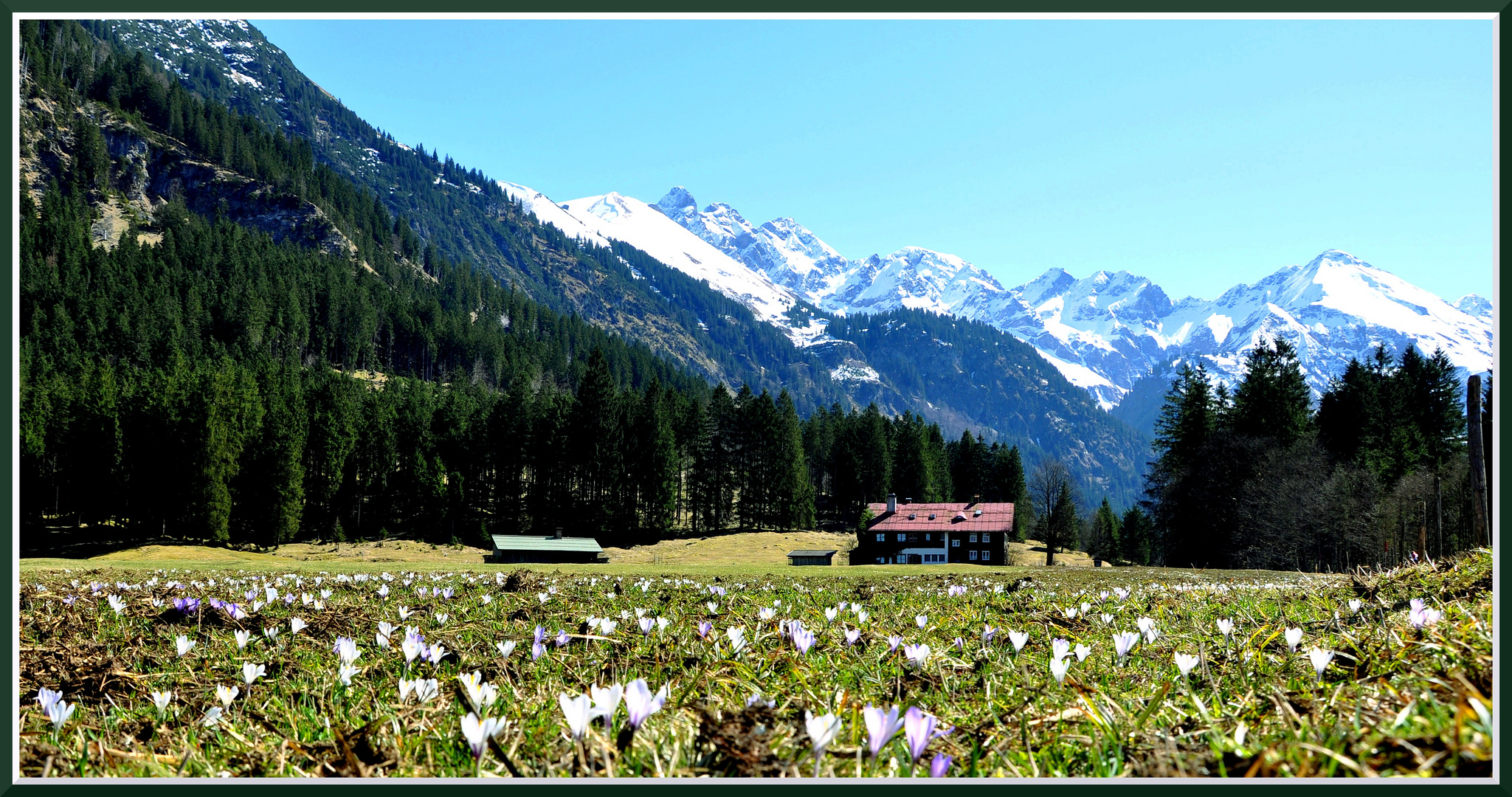 Alpen-Frühling