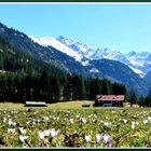 Alpen-Frühling