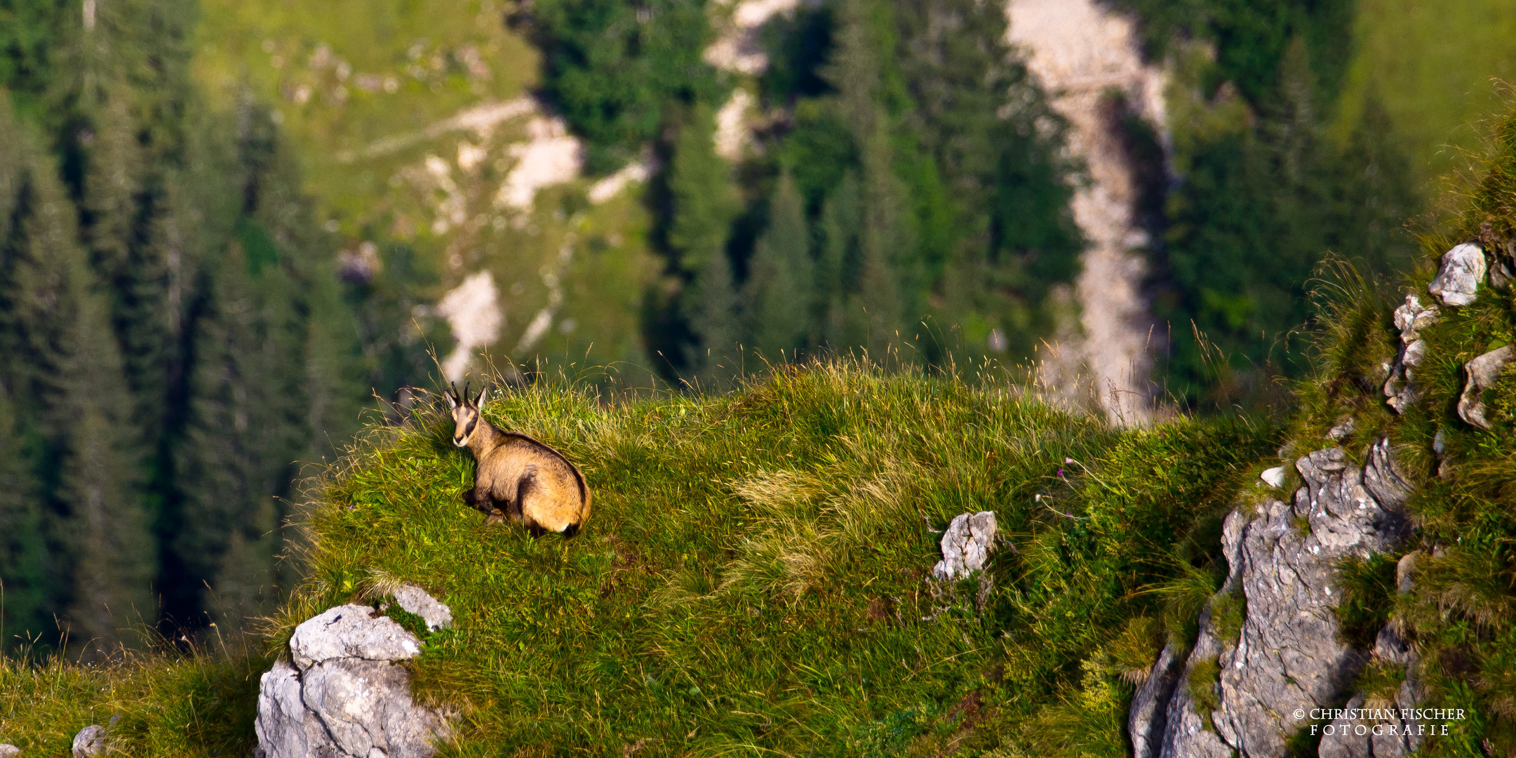 Alpen-Gämse (Rupicapra rupicapra)