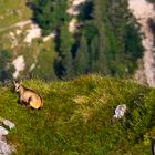 Alpen-Gämse (Rupicapra rupicapra)