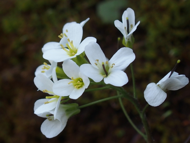 AlpenGänsekresse 'Arabis alpina' Foto & Bild pflanzen, pilze