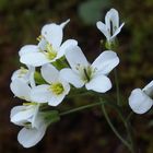 Alpen-Gänsekresse 'Arabis alpina'