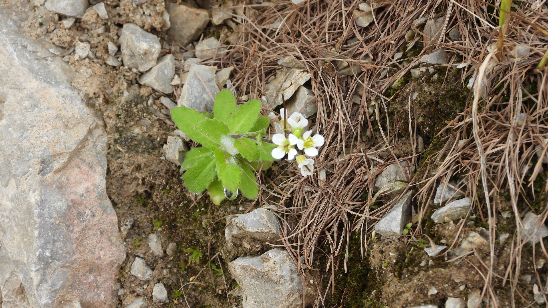 AlpenGänsekresse Foto & Bild pflanzen, pilze & flechten, blüten
