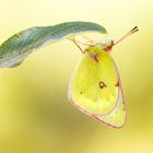 Alpen-Gelbling (Colias phicomone)