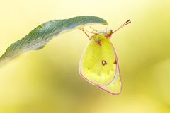 Alpen-Gelbling (Colias phicomone)