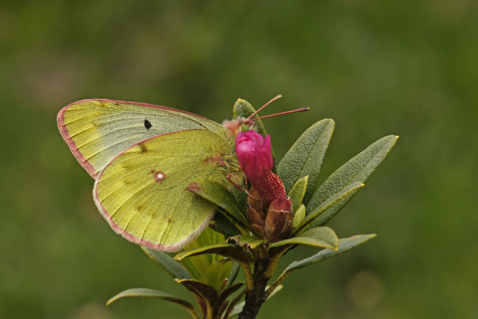 Alpen-Gelbling (Colias phicomone)