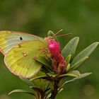 Alpen-Gelbling (Colias phicomone)