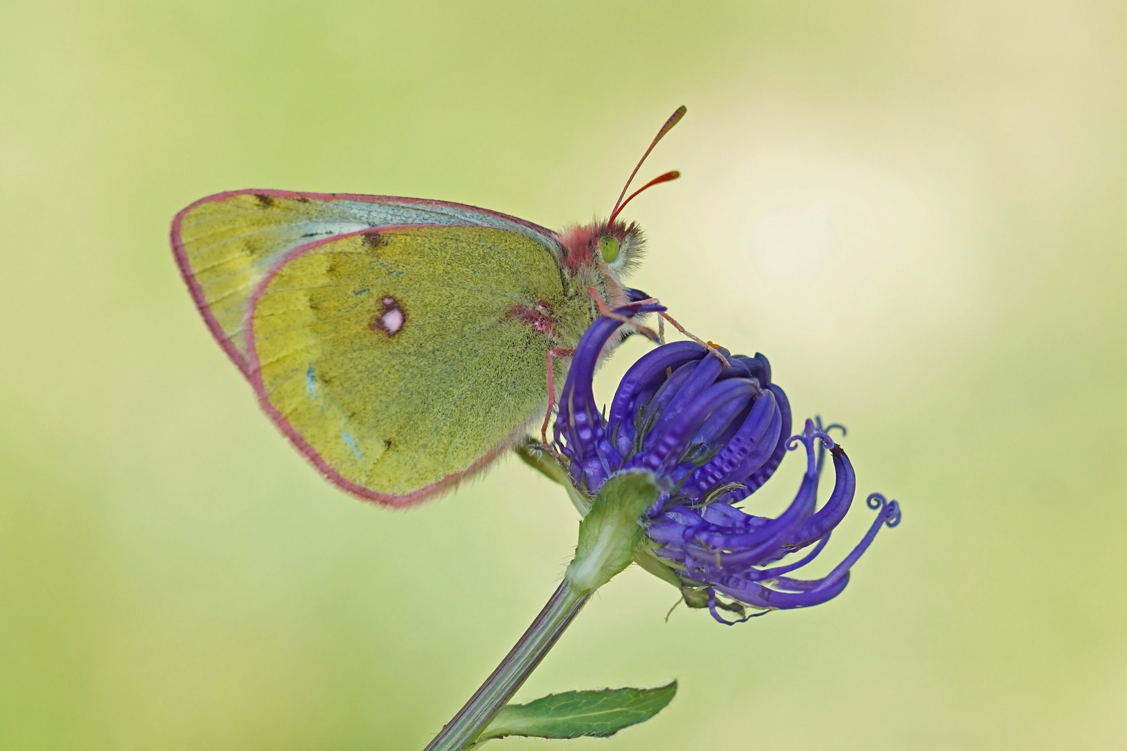 Alpen-Gelbling (Colias phicomone)