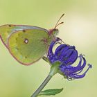 Alpen-Gelbling (Colias phicomone)