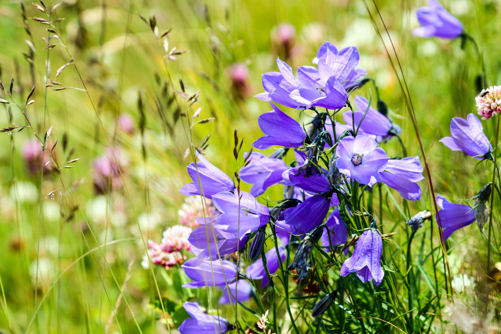 Alpen-Glockenblume