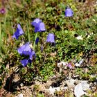 Alpen Glockenblume