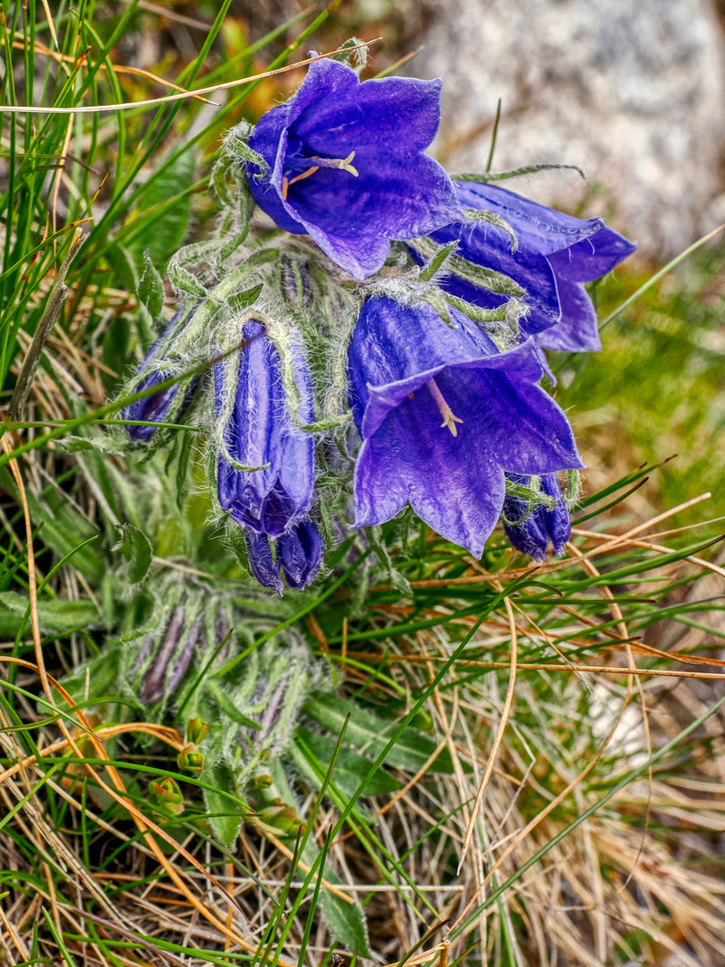 Alpen-Glockenblume