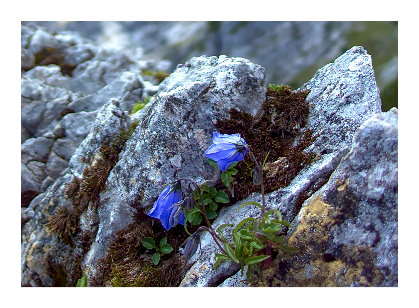 Alpen Gockenblume