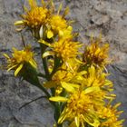 Alpen-Goldrute 'Solidago virgaurea ssp. minuta'