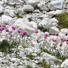 Alpen-Grasnelke (Armeria alpina)...