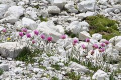 Alpen-Grasnelke (Armeria alpina)...