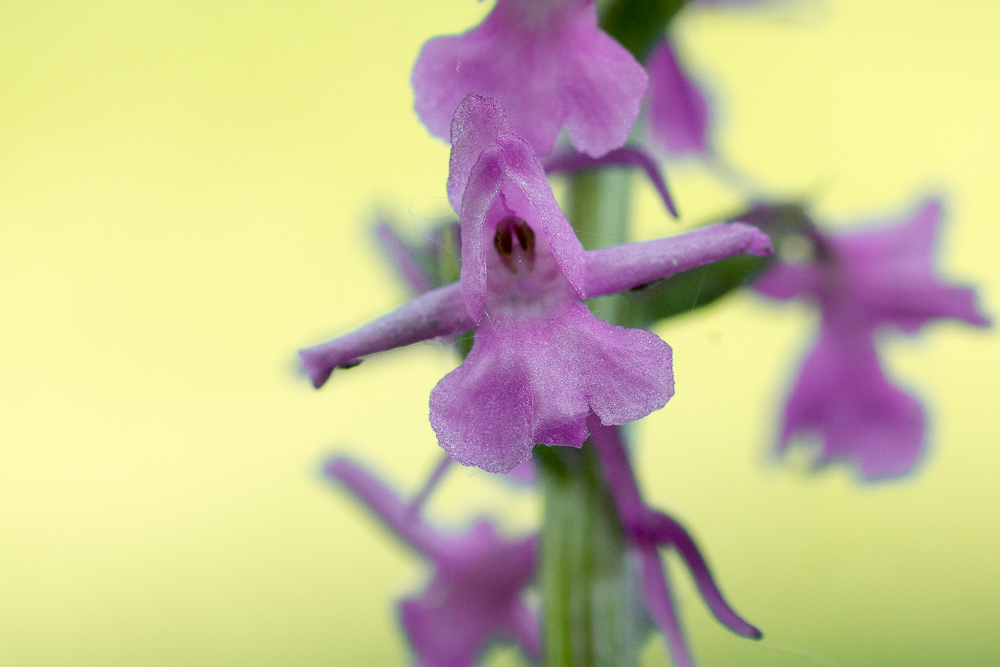 Alpen-Händelwurz (Gymnadenia alpina)