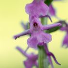 Alpen-Händelwurz (Gymnadenia alpina)