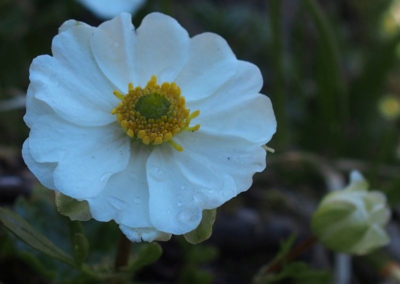 Alpen-Hahnenfuss 'Ranunculus alpestris'