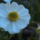 Alpen-Hahnenfuss 'Ranunculus alpestris'