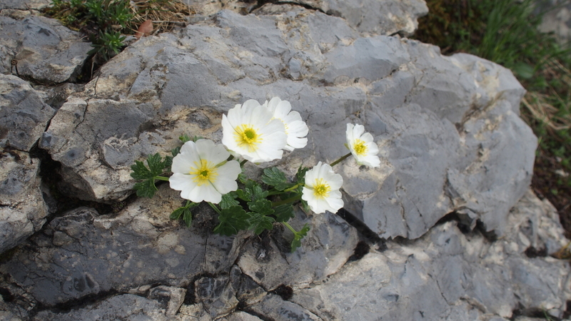 Alpen-Hahnenfuss 'Ranunculus alpestris'