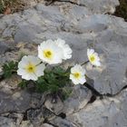 Alpen-Hahnenfuss 'Ranunculus alpestris'