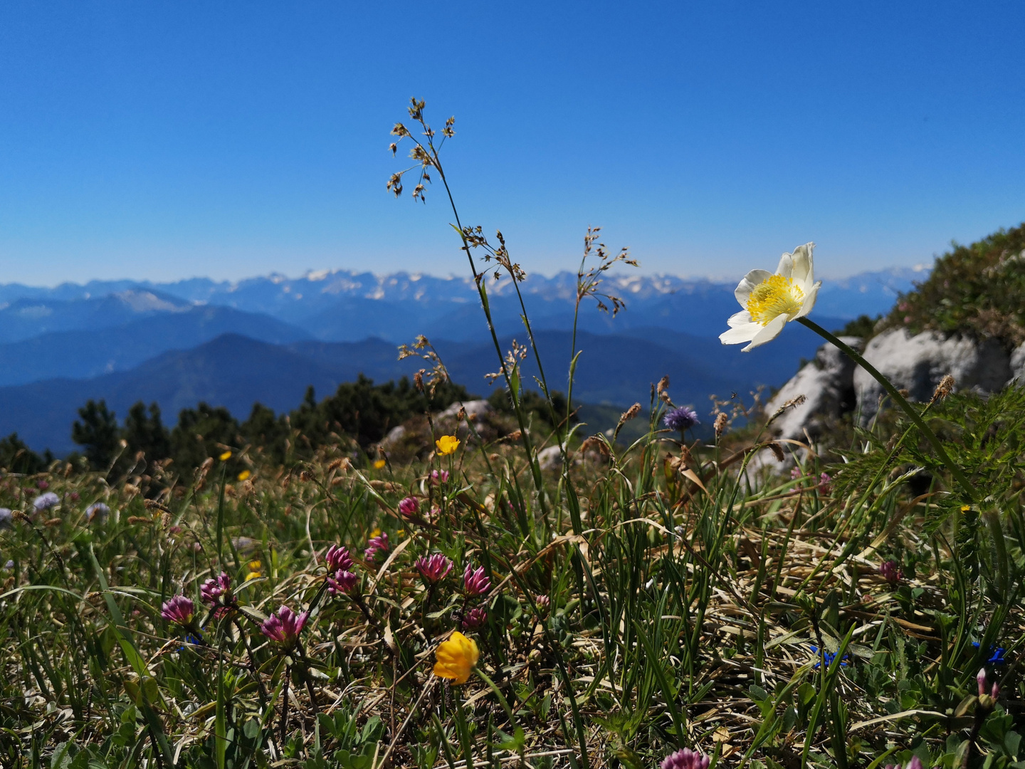 Alpen Hauptkamm von der Bergwiese