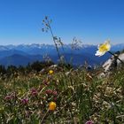 Alpen Hauptkamm von der Bergwiese