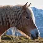 Alpen-Hengst