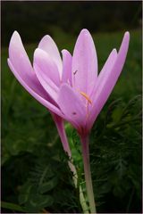 Alpen-Herbstzeitlose, Colchicum alpinum