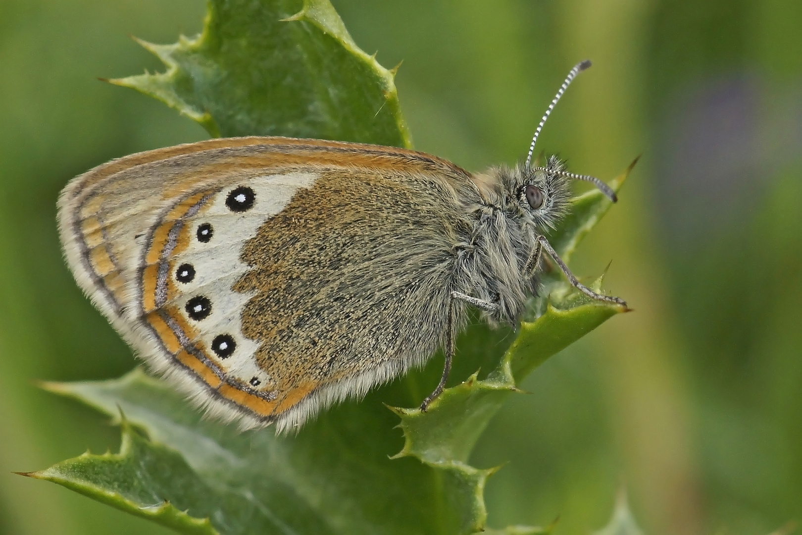 Alpen-Heufalter (Coenonympha gardetta)