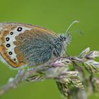 Alpen-Heufalter (Coenonympha gardetta)