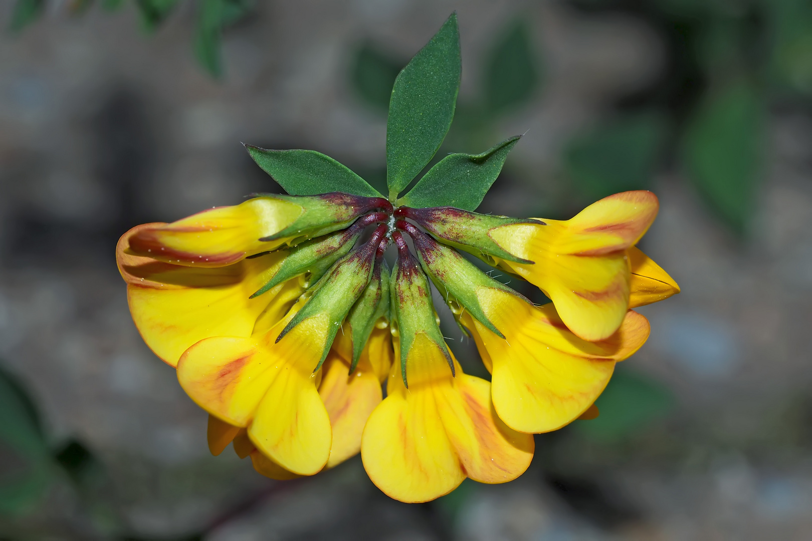 Alpen Hornklee (Lotus alpinus) - Lotier des Alpes (Lotus alpinus).