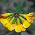 Alpen Hornklee (Lotus alpinus) - Lotier des Alpes (Lotus alpinus).