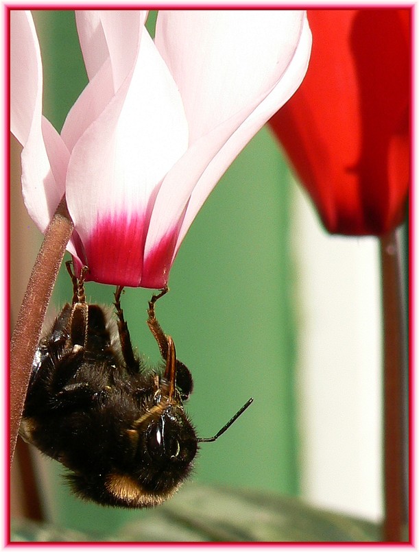 alpen-hummel