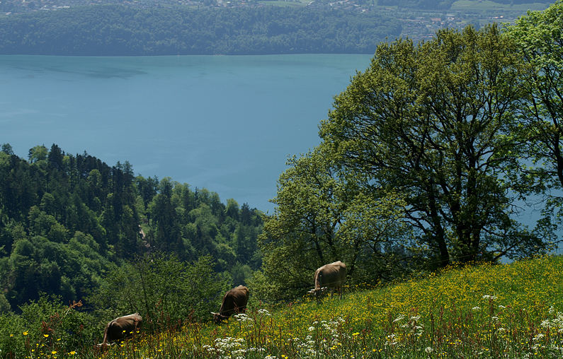 Alpen Idylle am Thuner See / Schweiz