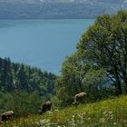 Alpen Idylle am Thuner See / Schweiz