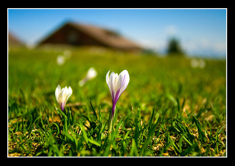 Alpen im Frühling