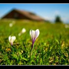 Alpen im Frühling