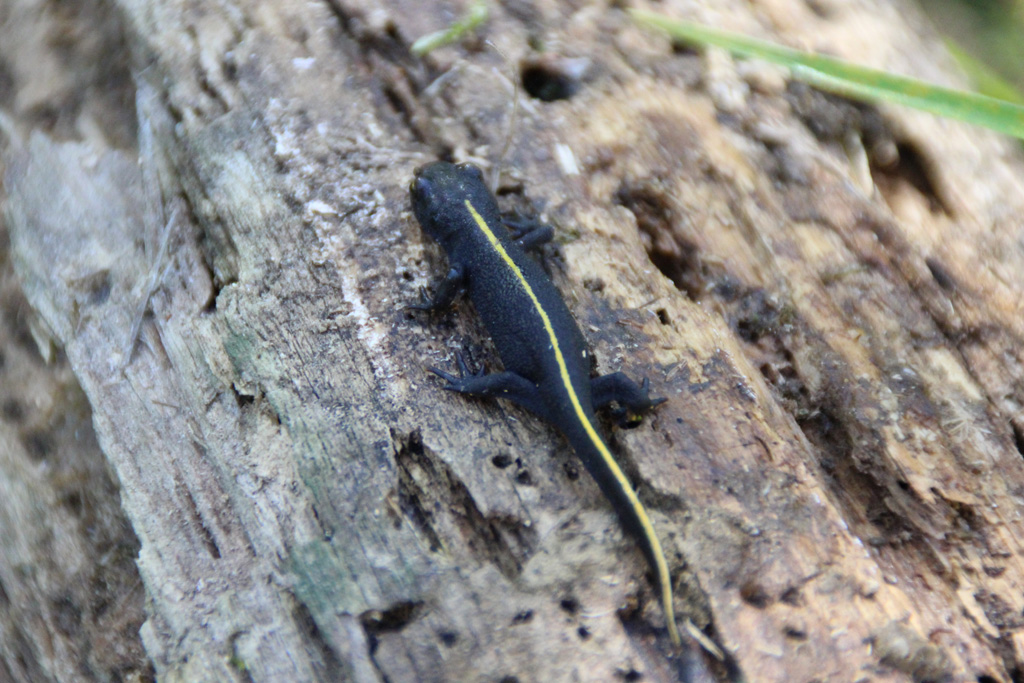 Alpen-Kammmolch (Triturus carnifex)