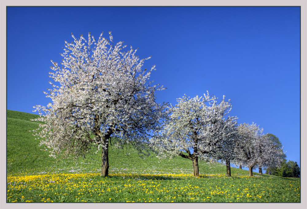 Alpen-Kirschen